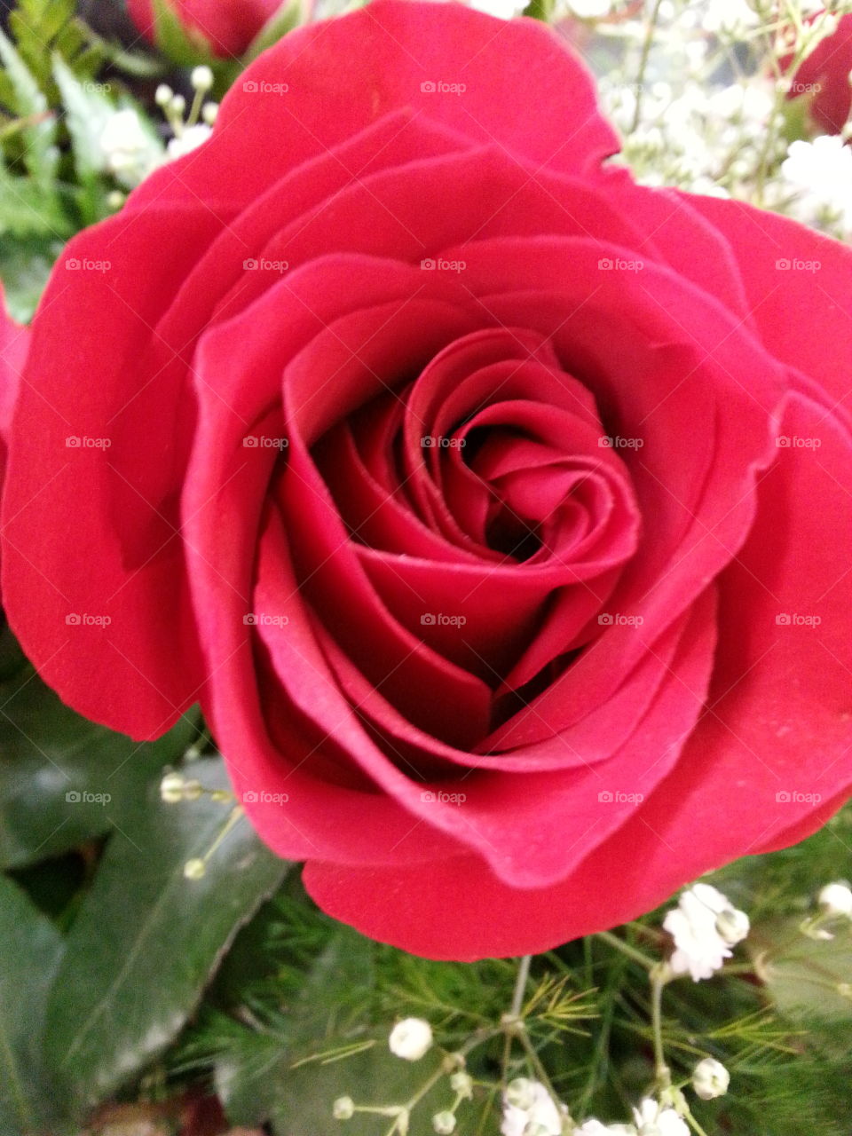 red rose. rose