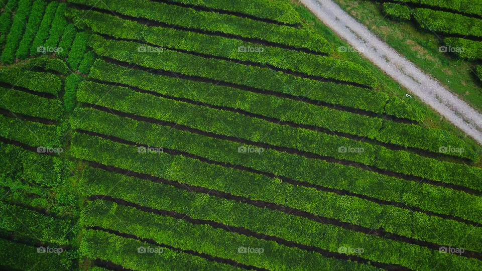 tea plantation