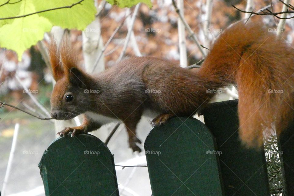 Backyard squirrel 