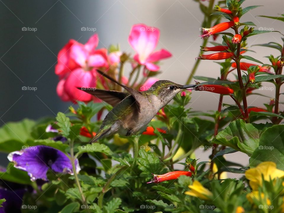 hummingbird feeding from flowers