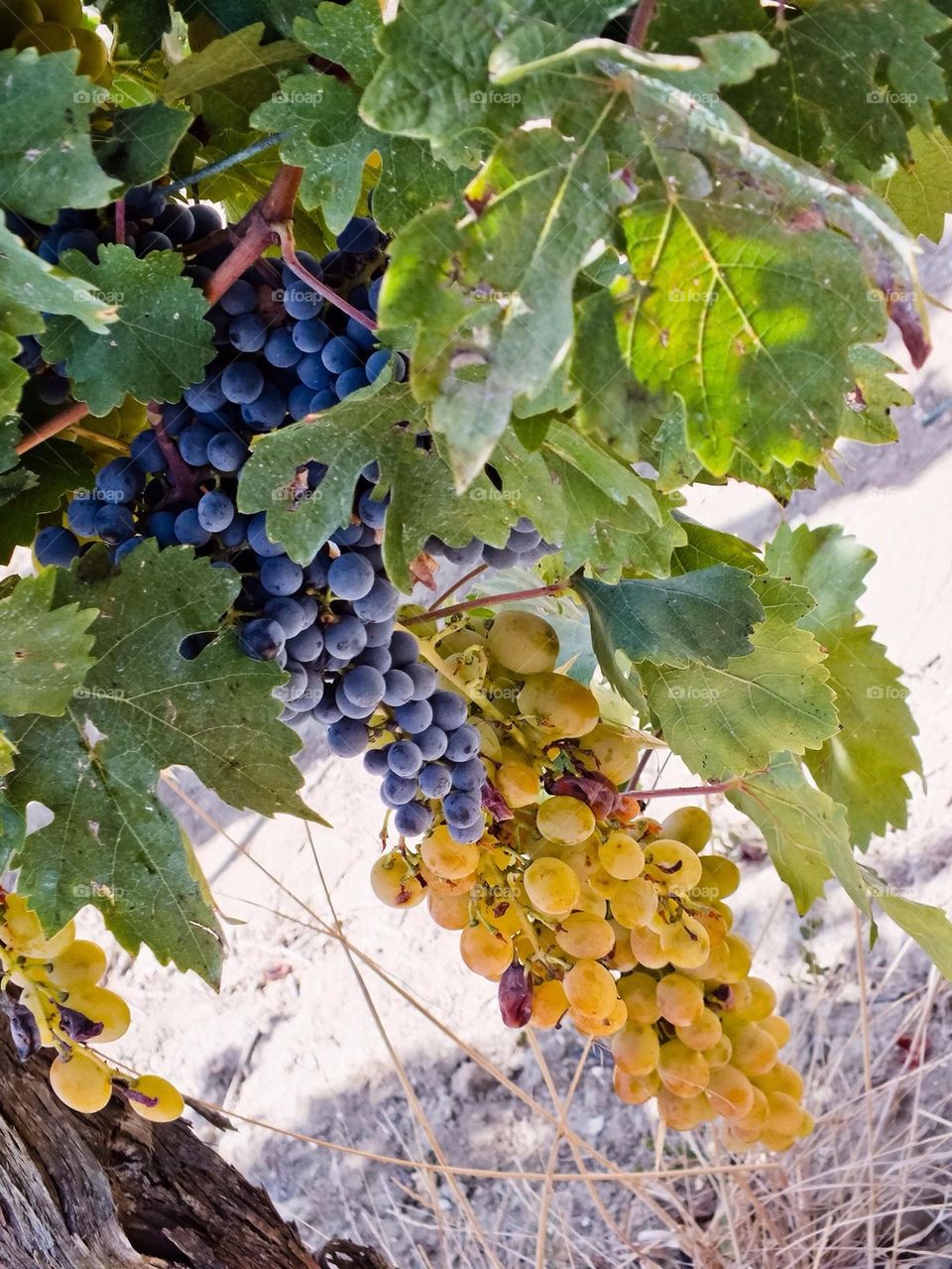 Tuscan Grapes