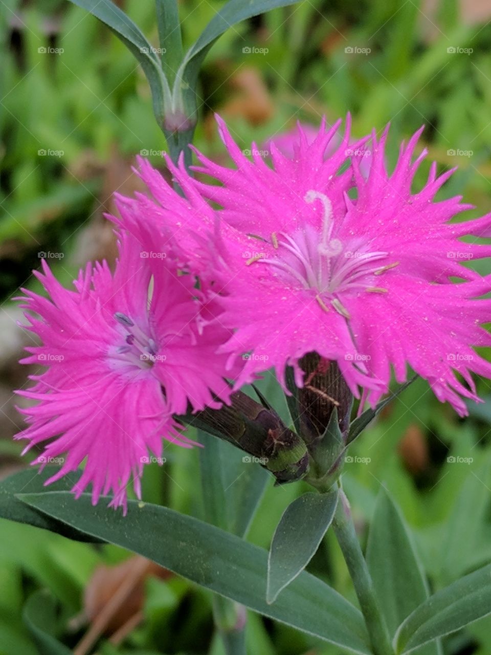 fuchsia flowers