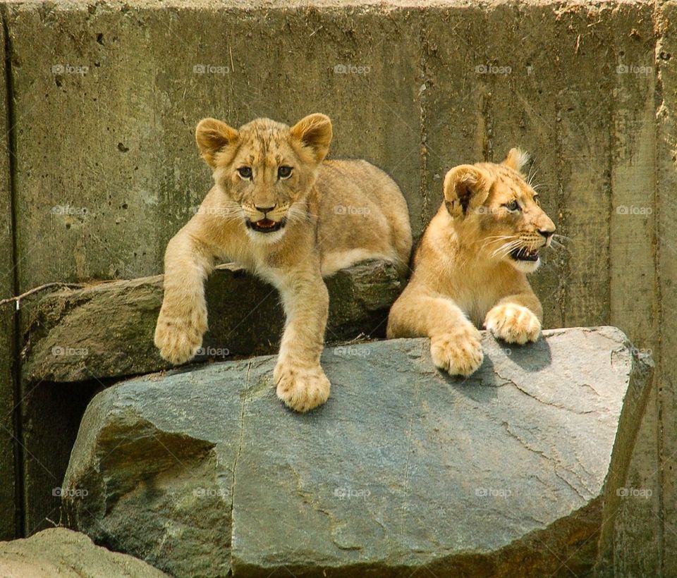 Lion Cubs