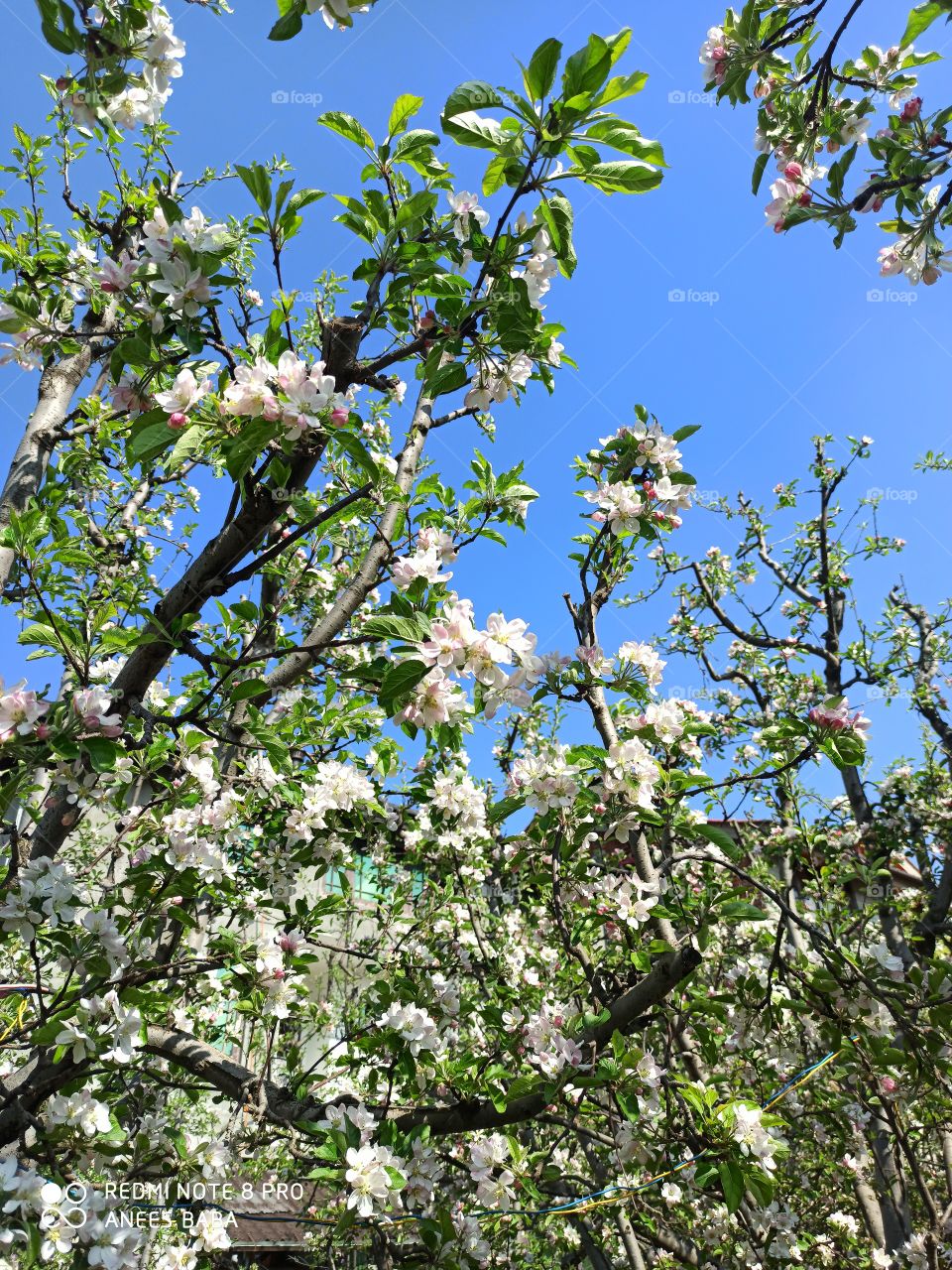 Blooming Apple trees in Start of Summer in Kashmir Valley J&k IND (Apple town called Shopiyan) making Summer more fascinating n Charming