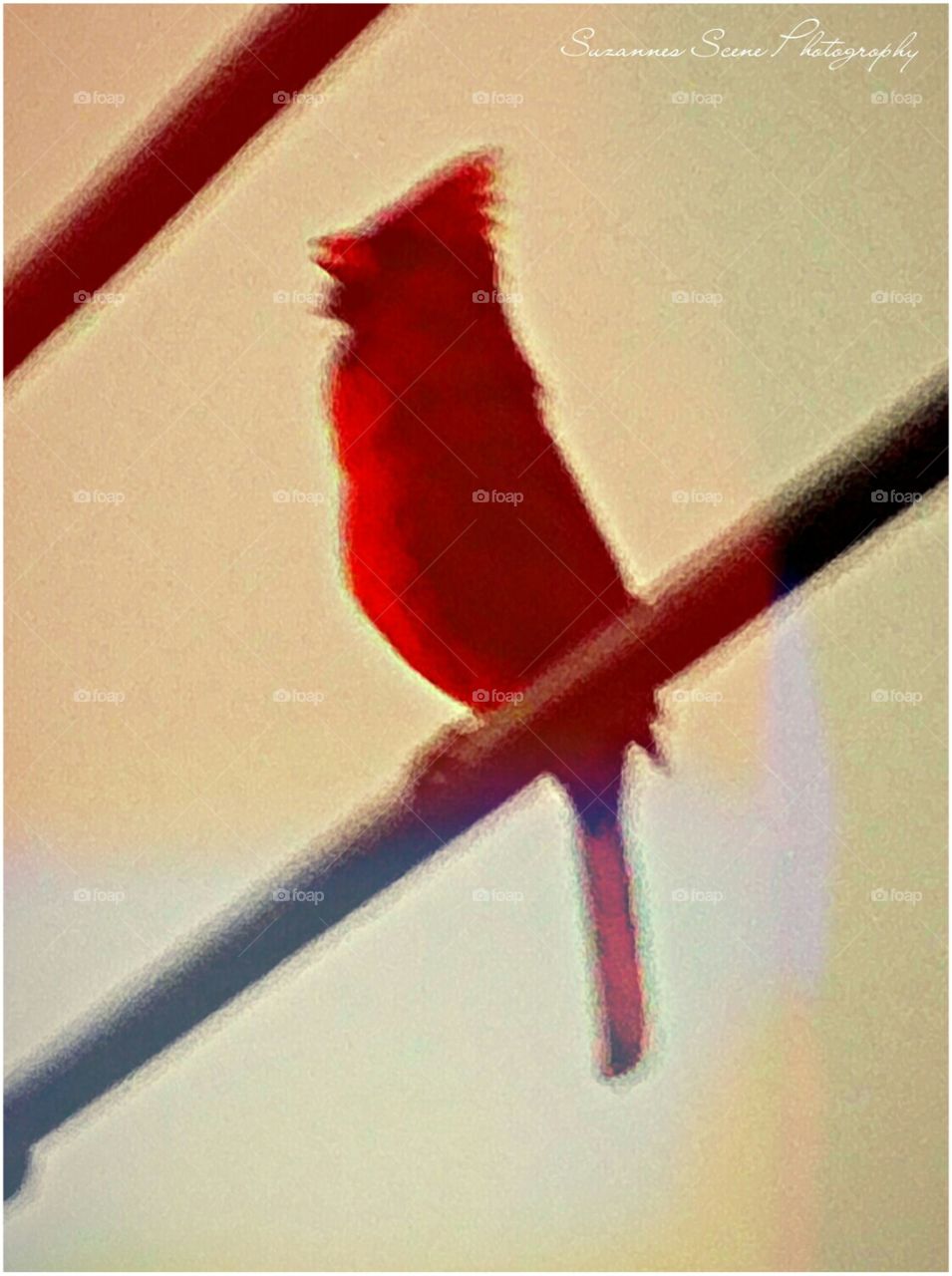 Singing male cardinal