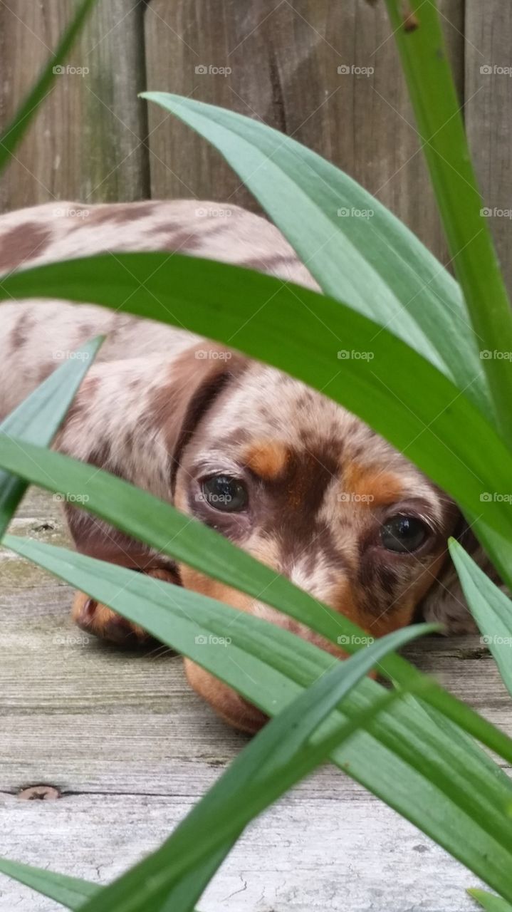 dachsund