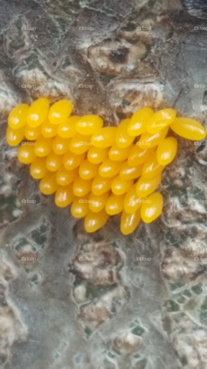 insecta egg