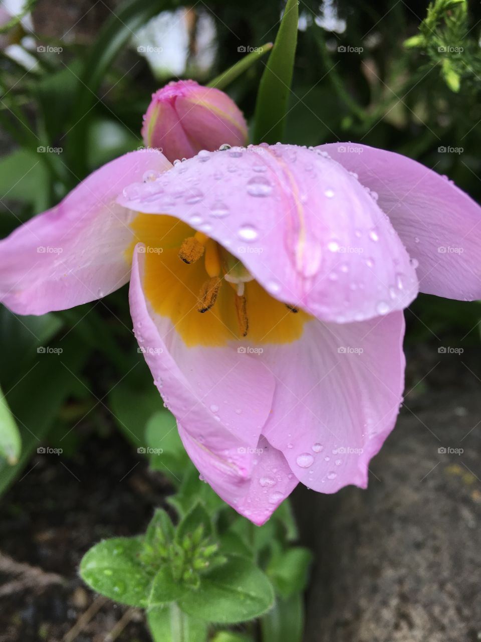 Drooping flower in the rain