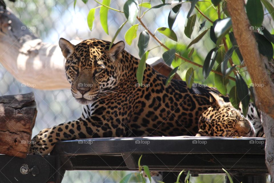 Leopard & cub. Leopard, San Diego Zoo