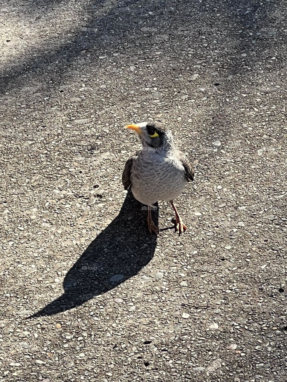 Noisy Miner Australian native bird in the honey eater family