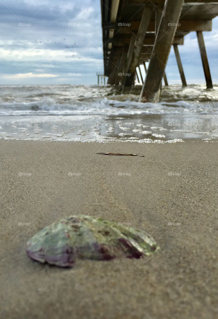 Single closeup seashell on the sand at ocean, horizon and Jetty in background, waves and tide