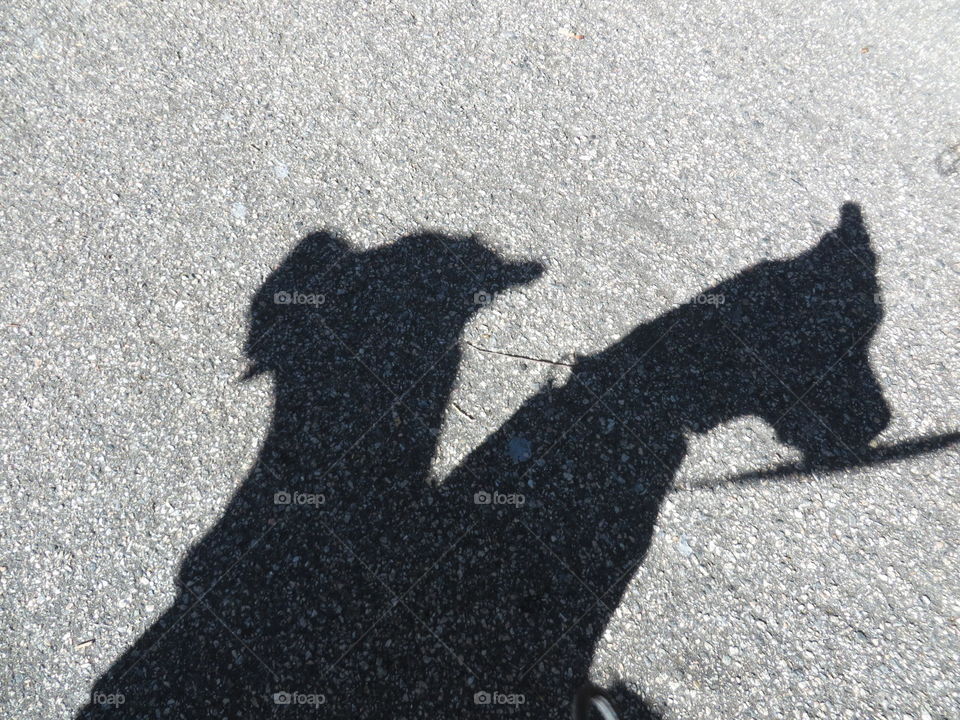 Shadow dogs