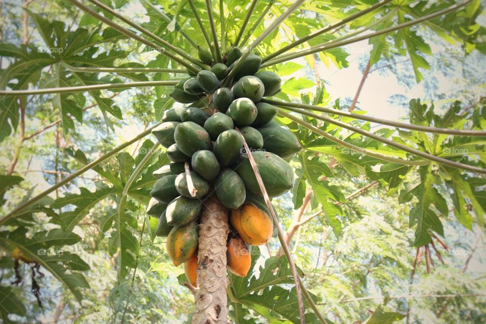 Papaya fruit