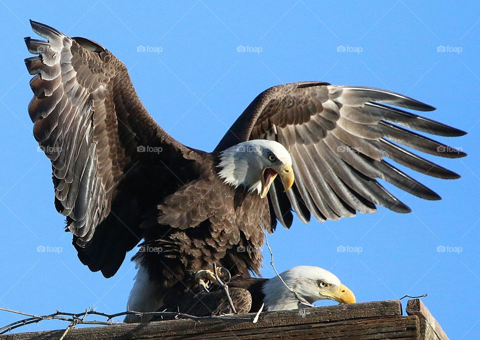 Pair of Bald Eagles Mating