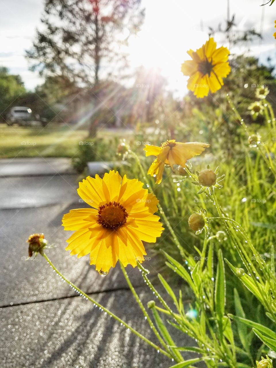 sunshine & flowers