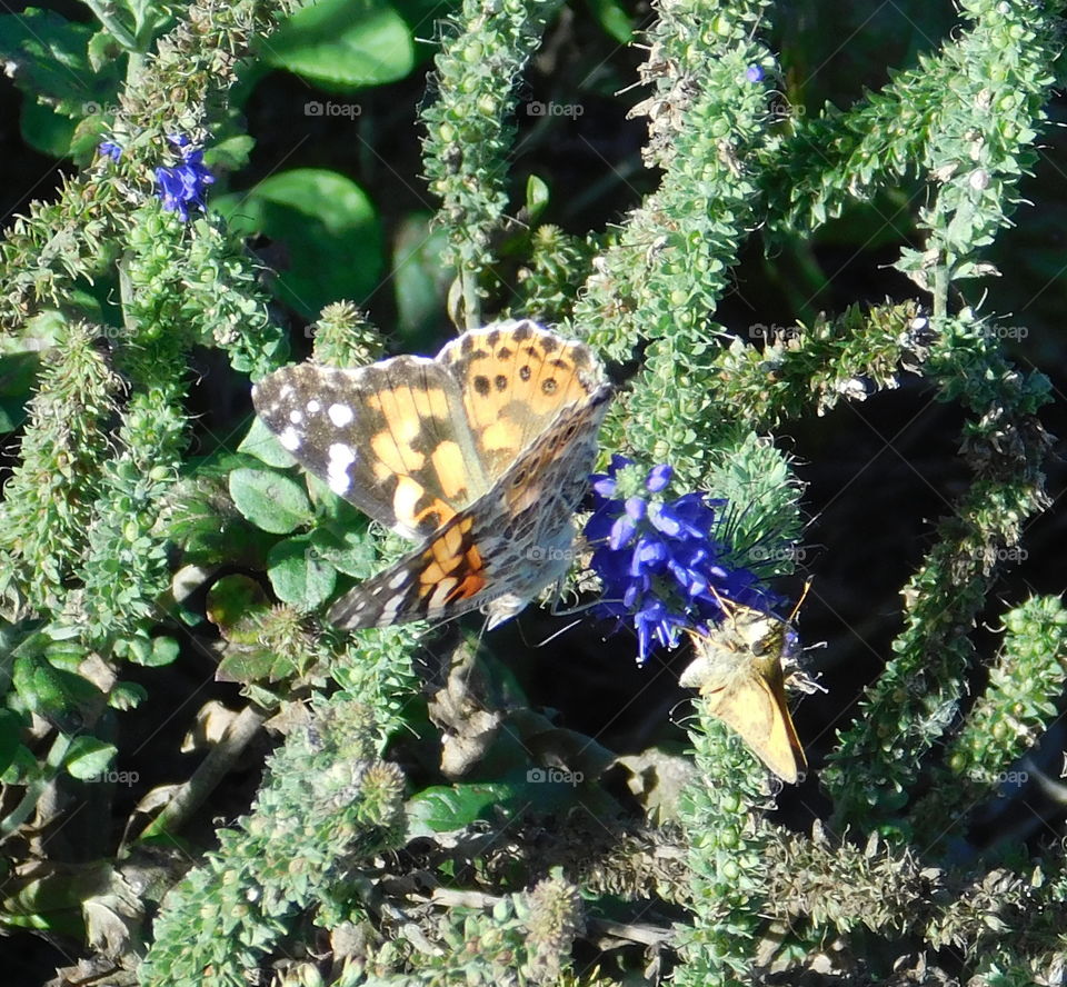 Beautiful Butterfly on a flower 29