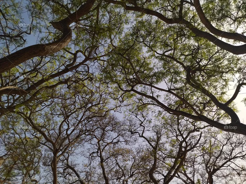branch and sky