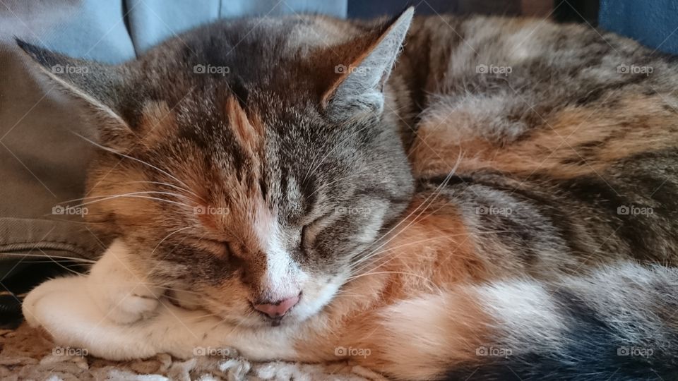 Sleeping cat curled up