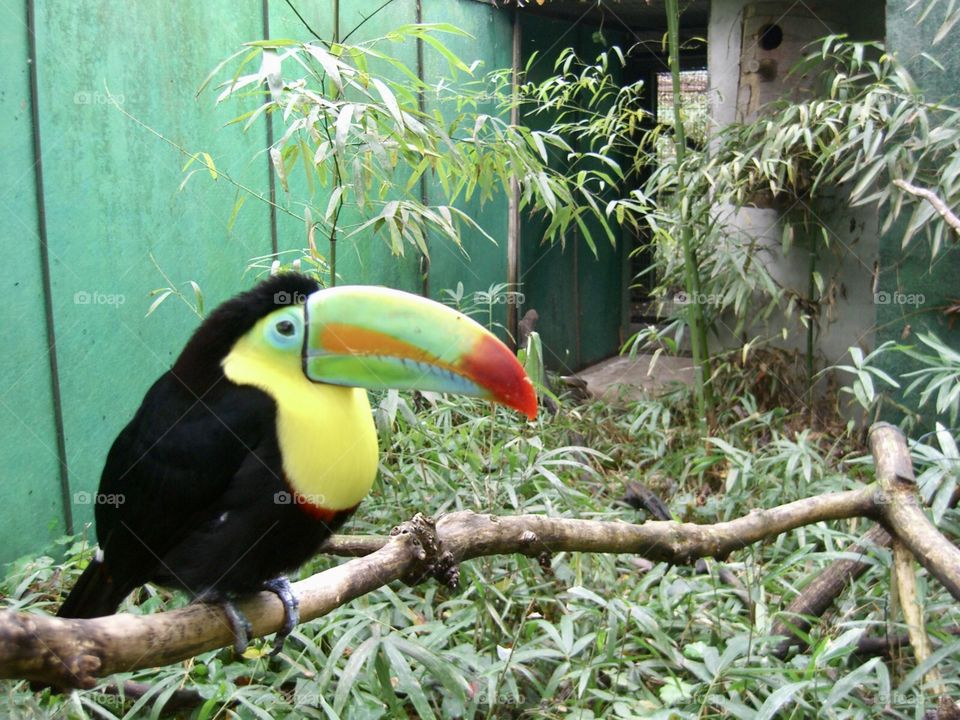 Coulored Toucan 