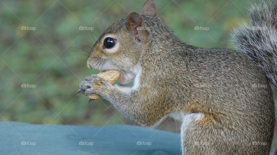 cute squirrel snacking on roasted peanut