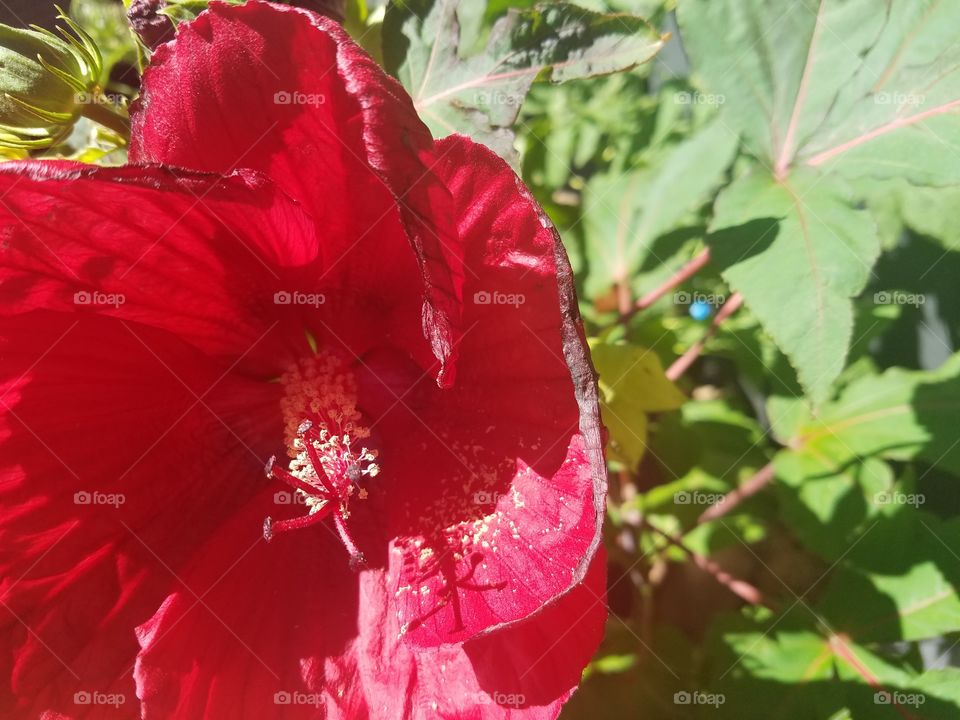pretty red hibiscus flower