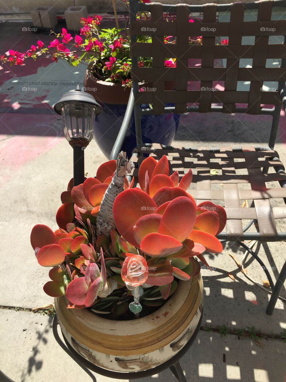 Desert plant on patio