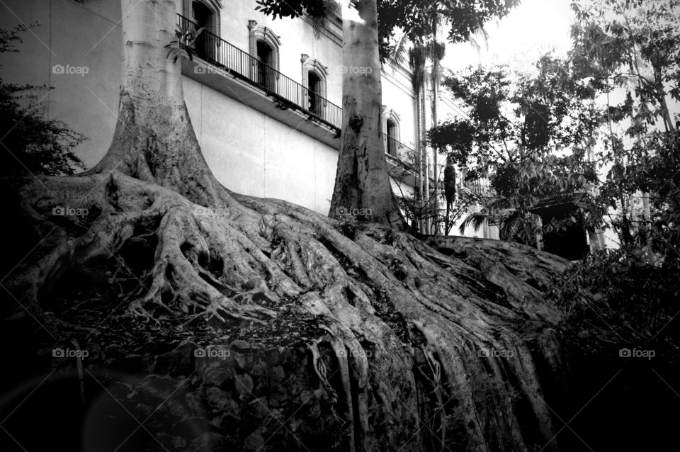 Old growth, old town San Diego