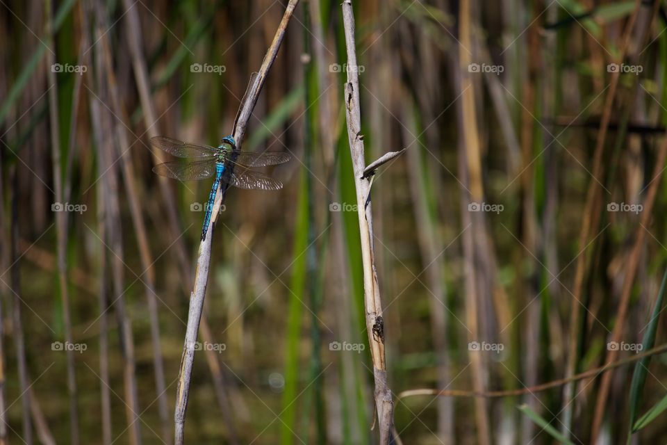 Close-up of dragonfly