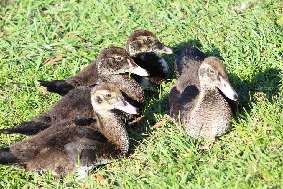 Ducklings