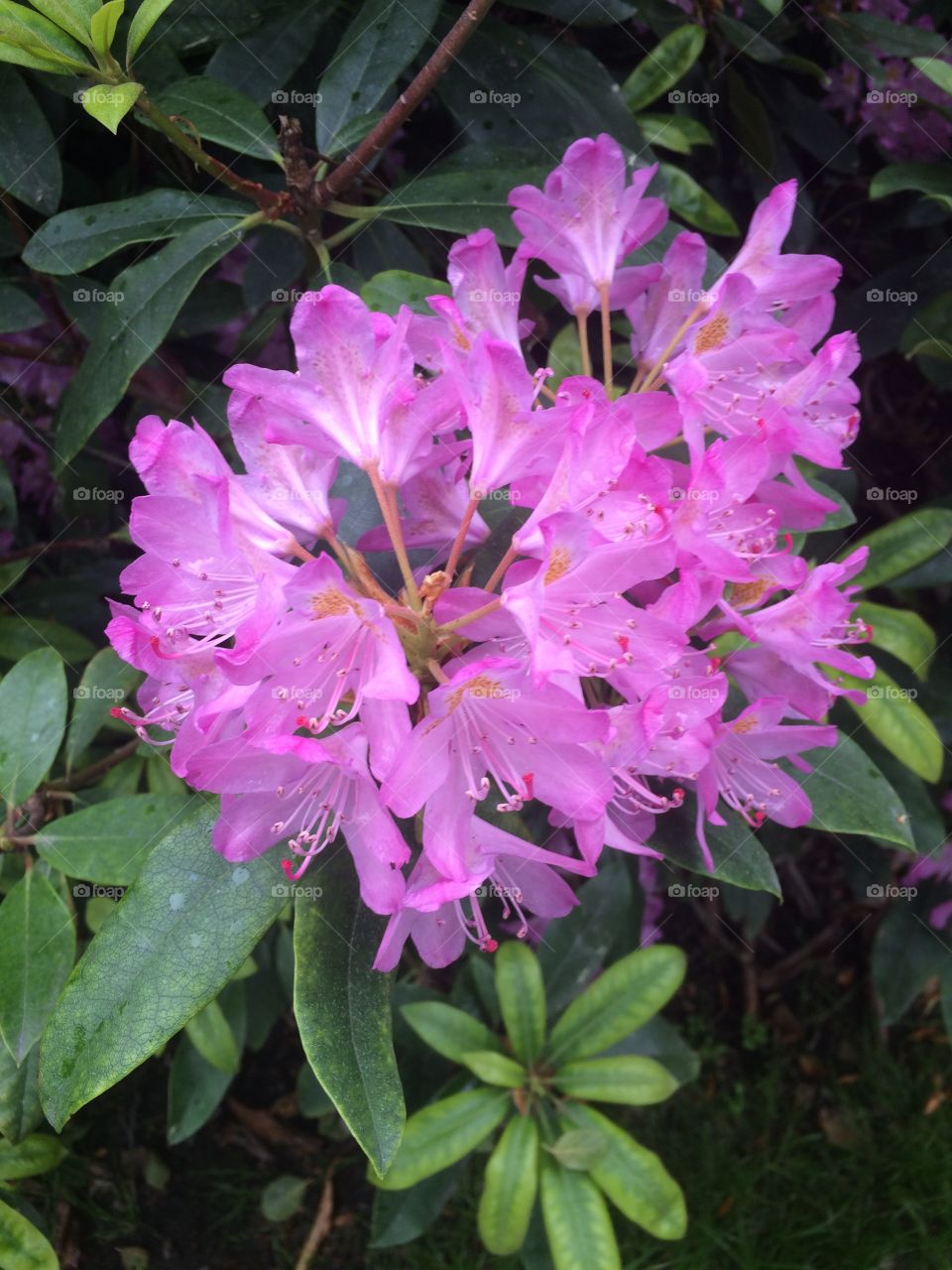 Flowers catched during a walk 