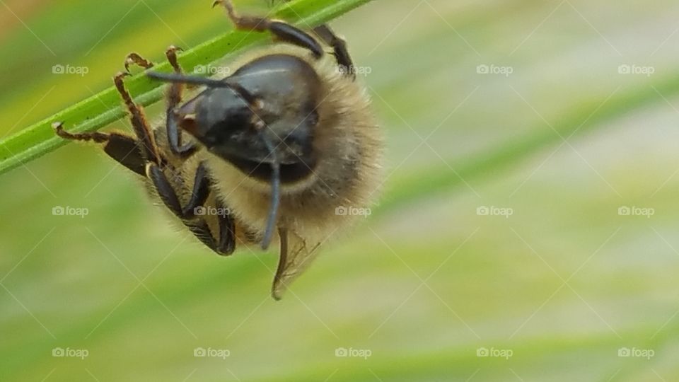 Insect, Nature, Bee, Wildlife, Animal