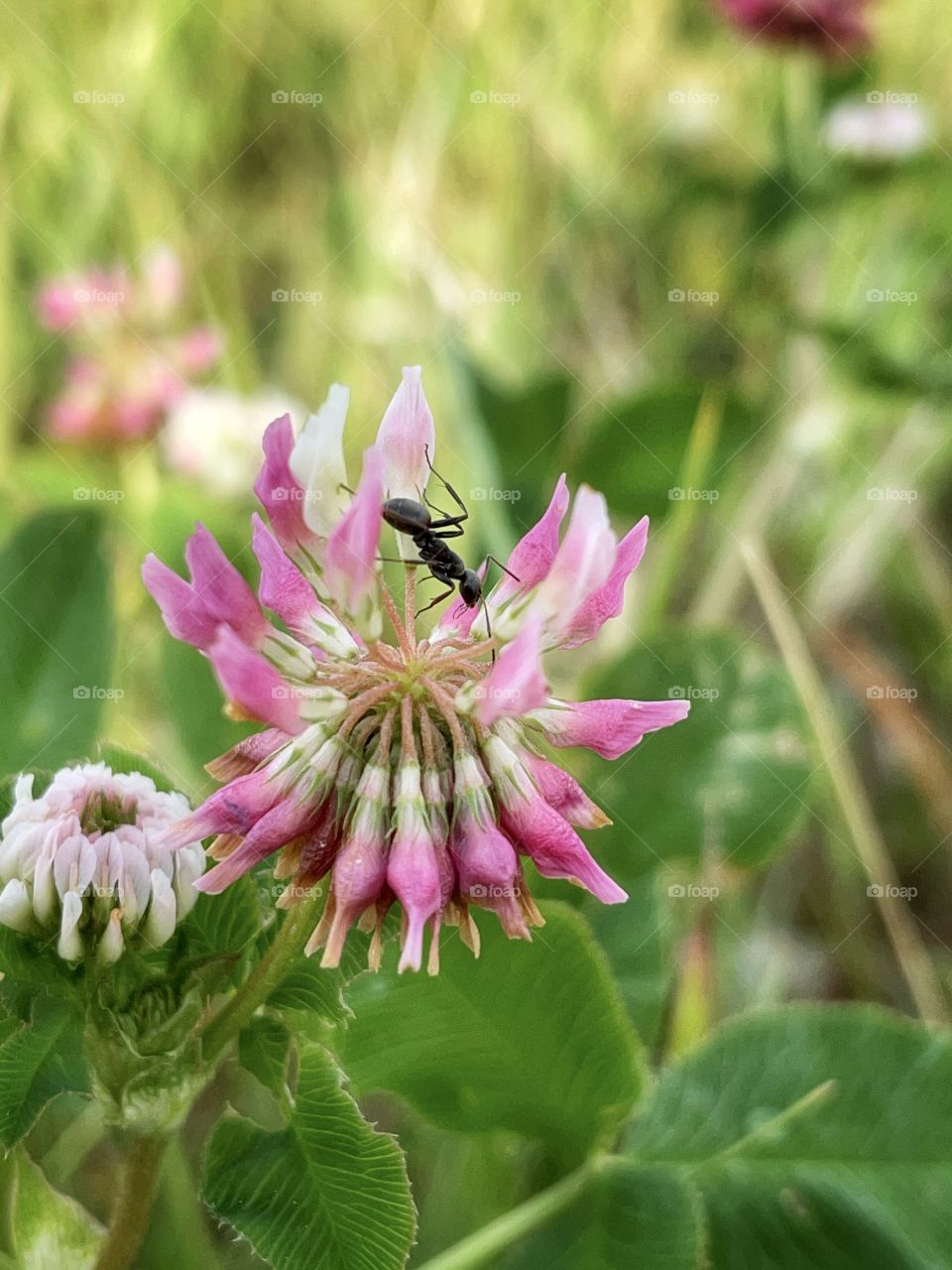 Ant on a clover flower 