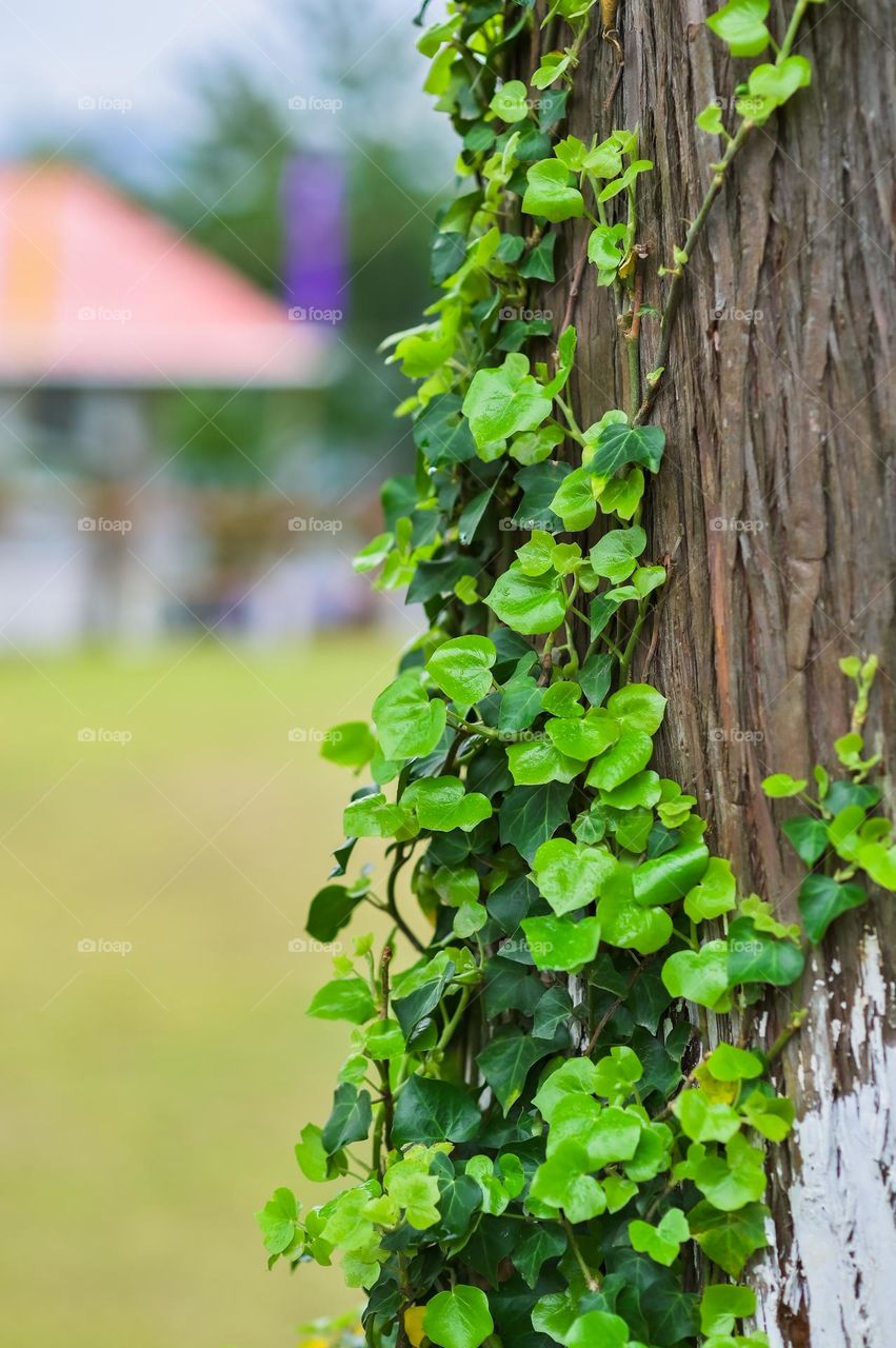 Only during spring season you see the beauty of nature. Vines climbing up a tree trunk.