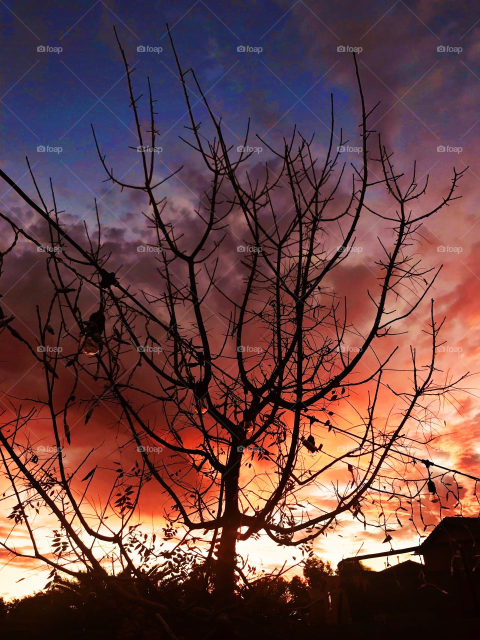 My tree just before the leaves returned for spring. A gorgeous sunset in the Arizona sky.