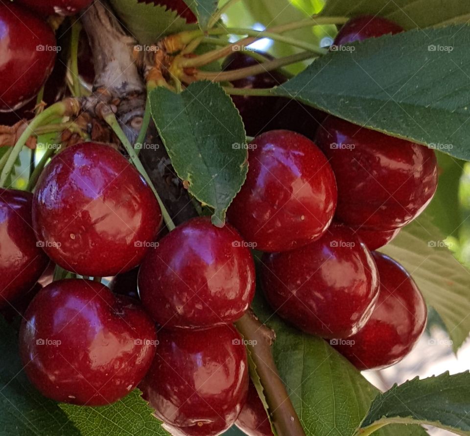 cluster of cherries