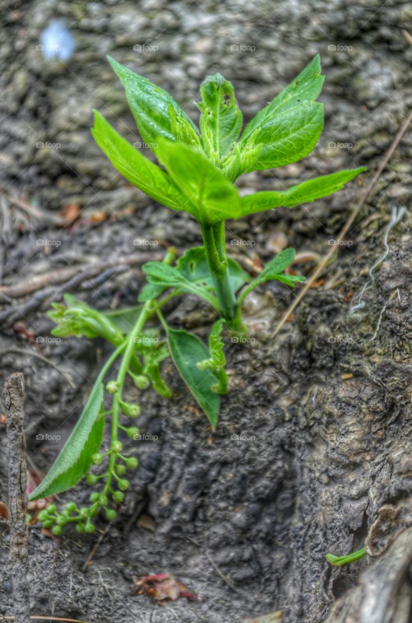 Parfrey's Glen 
Merrimac, WI