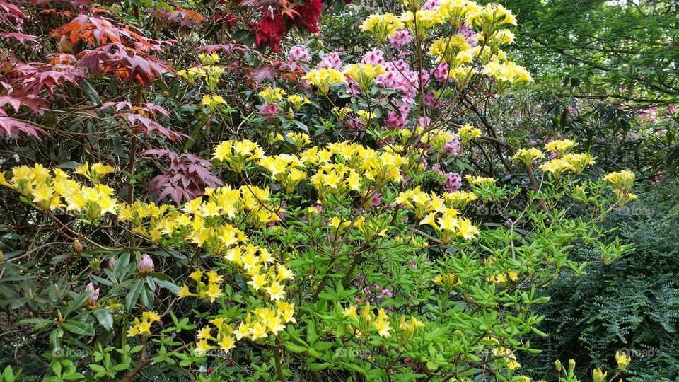 Spring blooms. Beautiful garden