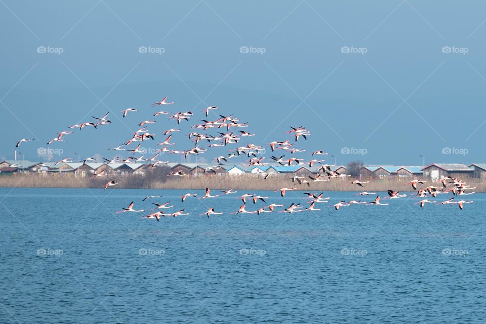 Flamingos in Motion