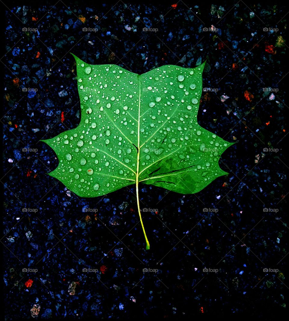 "Leaf "me alone. this was a leaf on the ground in a parking lot in New Jersey