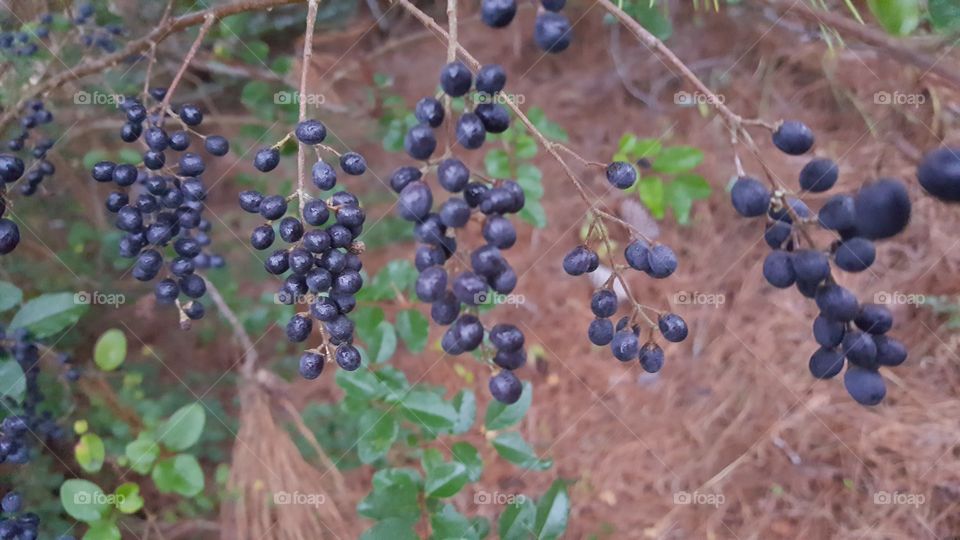 berries