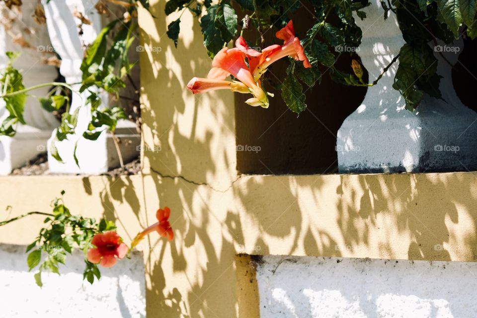 Morning light against the cement border