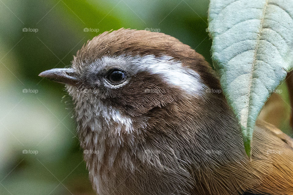 Bird ID - White-Browed Fulvetta 