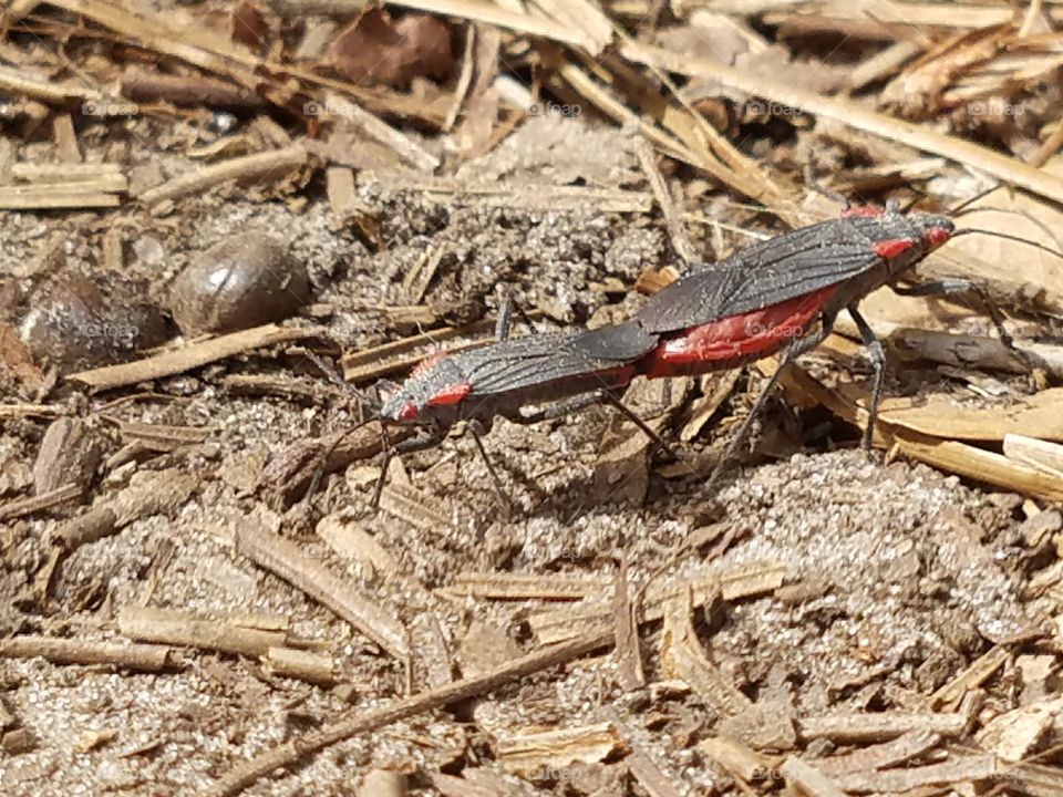 mating red shouldered bugs