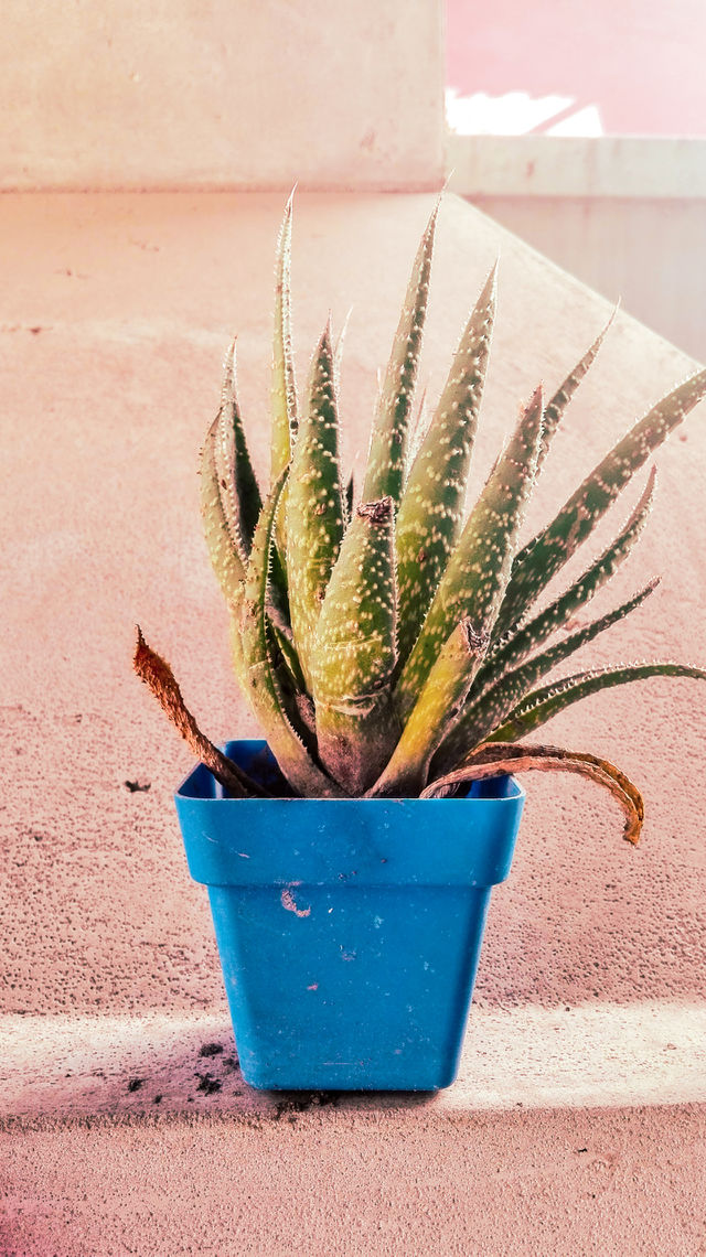 Aloe