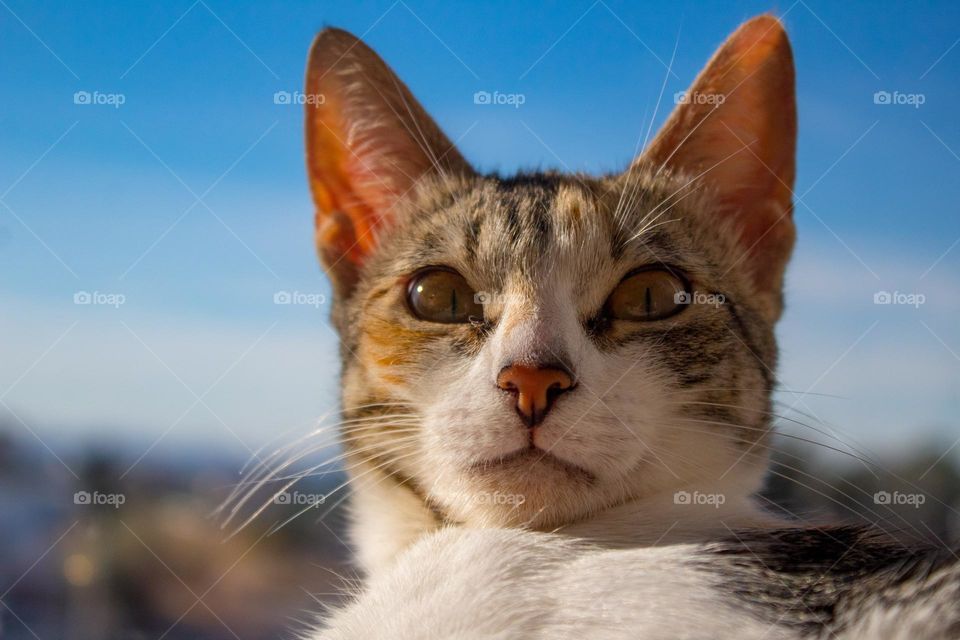 Funny cats, authentic cats, animals