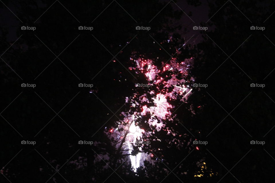 fireworks through the trees