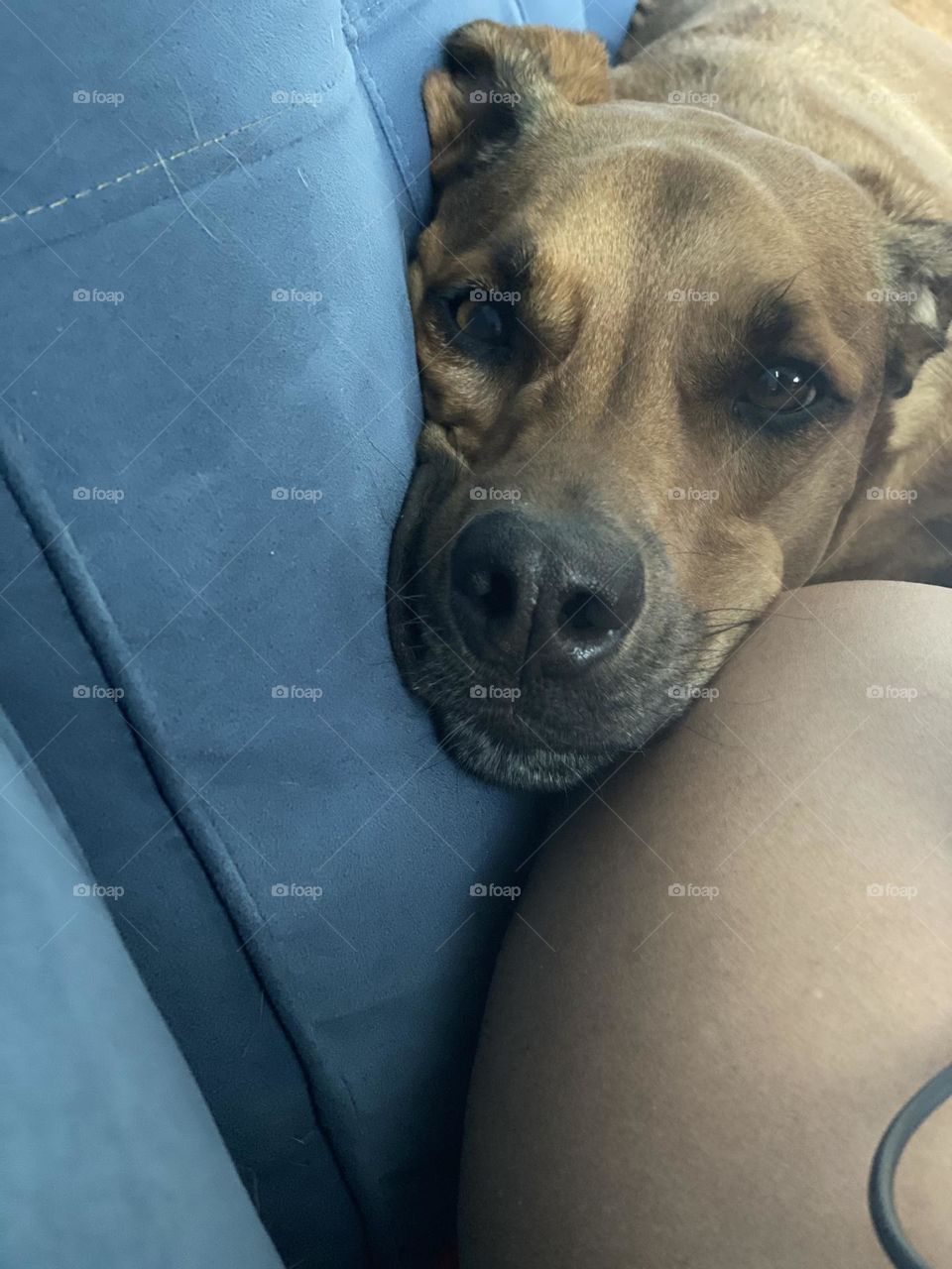 A cute dog has her face smooshed between a leg and a blue couch cushion. The dog has her eyes wide open looking like a darling.