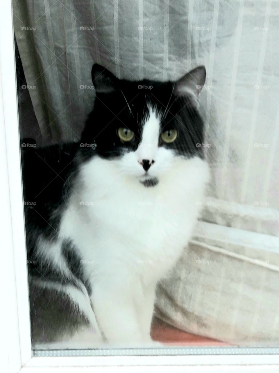 cat at window in Reims