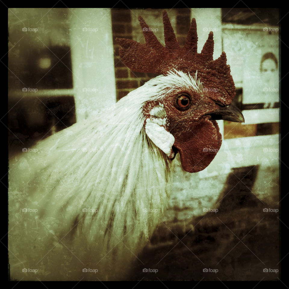 Portrait of a rooster