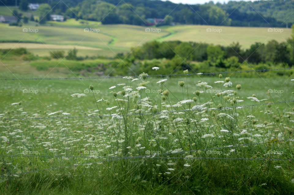 Field of wild flowers